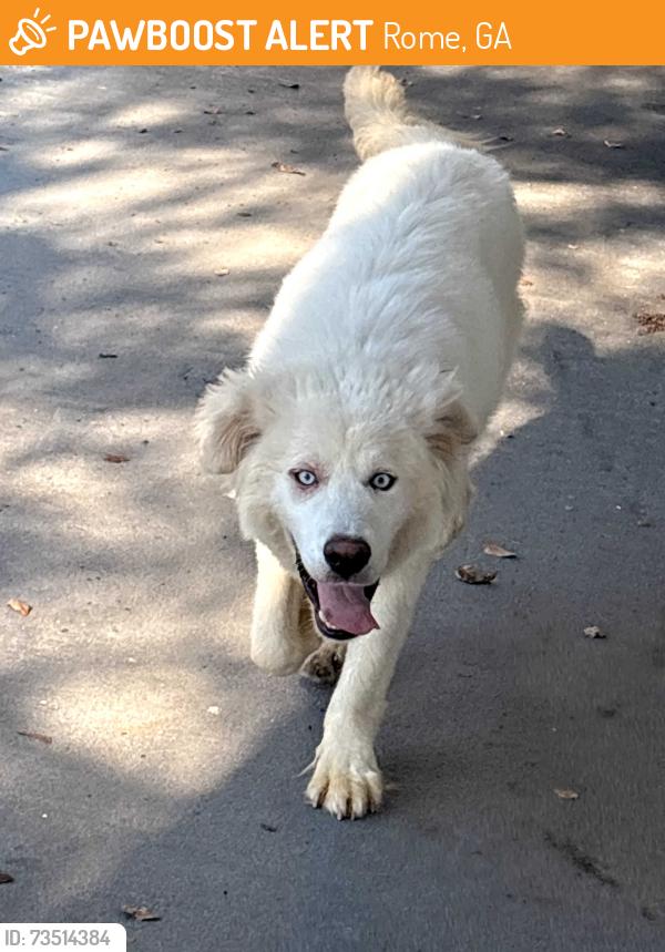 Found/Stray Unknown Dog last seen Chateau Drive, Rome, GA 30161