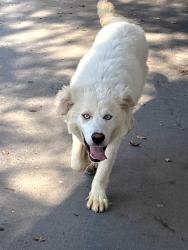 Found/Stray Unknown Dog last seen Chateau Drive, Rome, GA 30161