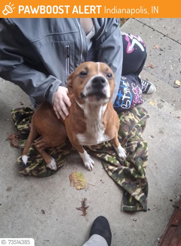 Found/Stray Male Dog last seen Post and troy, Indianapolis, IN 46239