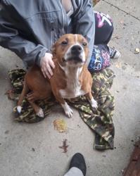 Found/Stray Male Dog last seen Post and troy, Indianapolis, IN 46239