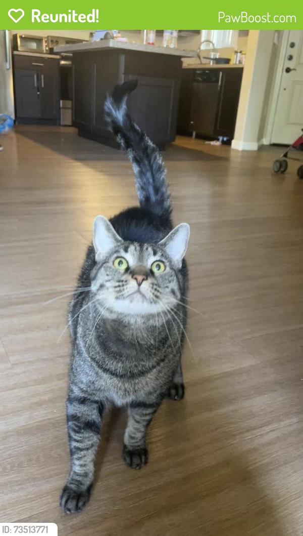 Reunited Male Cat last seen District Loft apmts, Gilbert, AZ 85233