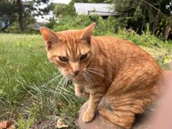 Lost Male Cat last seen Route 6, Bristol, CT 06010