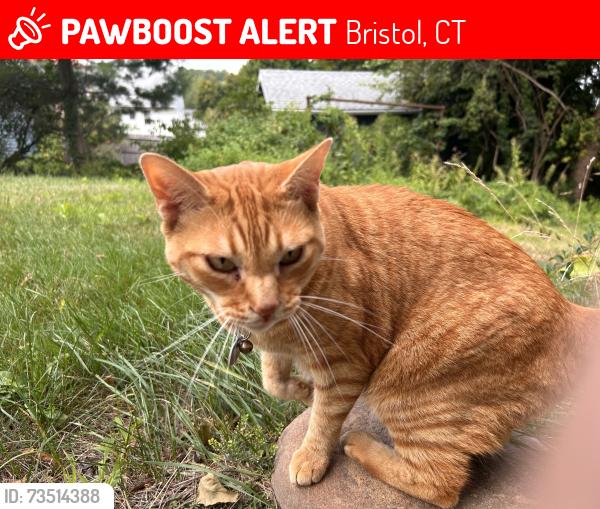 Lost Male Cat last seen Route 6, Bristol, CT 06010