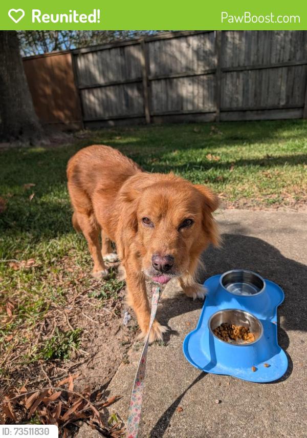 Reunited Female Dog last seen Susan Ct and Vickery Dr in Sugar Land, Sugar Land, TX 77498