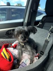 Reunited Female Dog last seen Plaza in winter springs where Marco Pizza is, Winter Springs, FL 32708