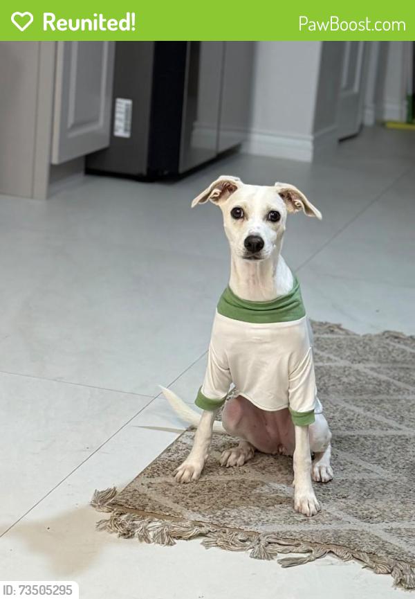 Reunited Female Dog last seen Near Linden Ave Glendale, CA 91201, Glendale, CA 91201