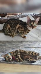 Lost Female Cat last seen Heron Dr, Healdsburg, CA 95448