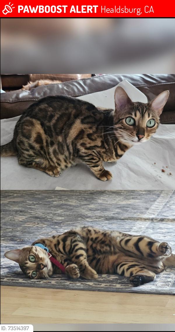 Lost Female Cat last seen Heron Dr, Healdsburg, CA 95448