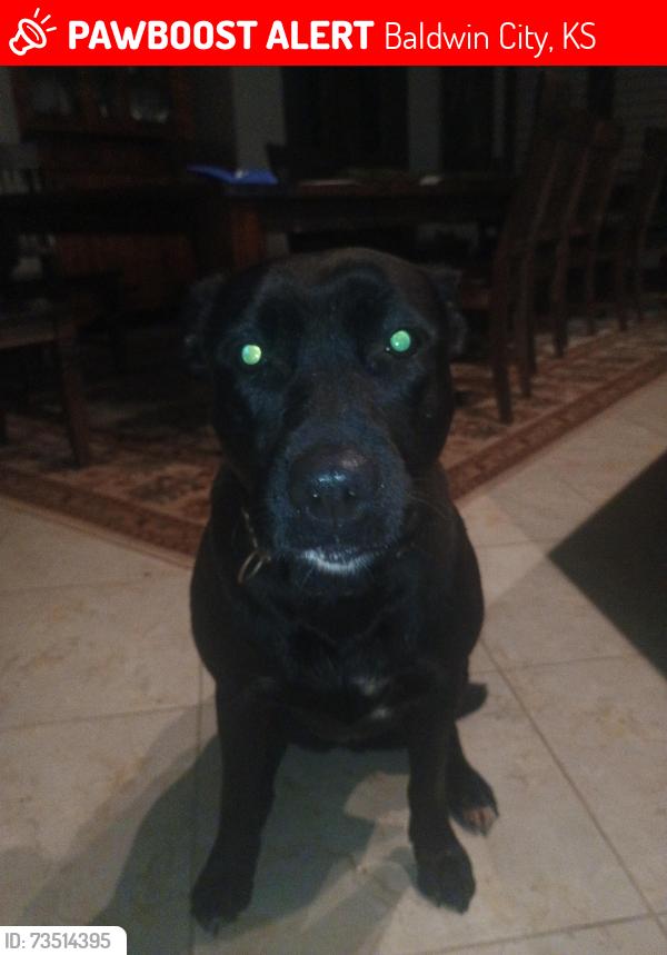 Lost Female Dog last seen Near Rd across the street from Stony point, Baldwin City, KS 66006