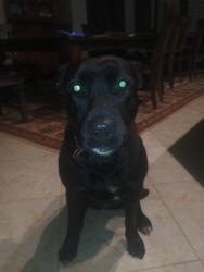 Lost Female Dog last seen Near Rd across the street from Stony point, Baldwin City, KS 66006