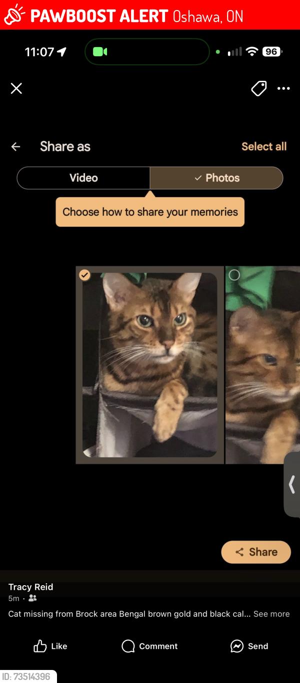 Lost Male Cat last seen Brock rd downtown Oshawa, Oshawa, ON 