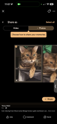 Lost Male Cat last seen Brock rd downtown Oshawa, Oshawa, ON 
