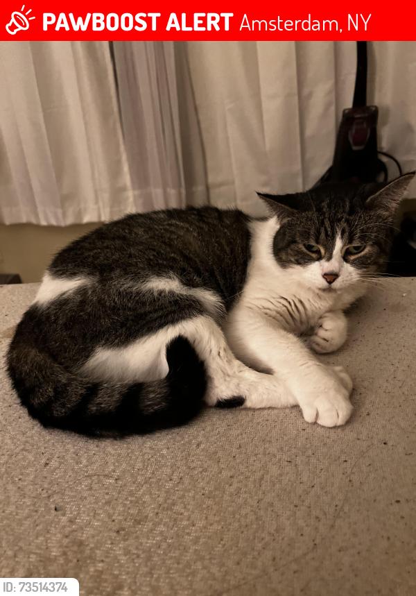 Lost Female Cat last seen church street and clizbe, Amsterdam, NY 12010