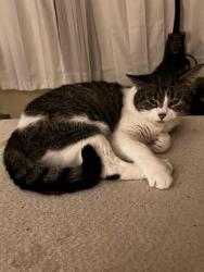 Lost Female Cat last seen church street and clizbe, Amsterdam, NY 12010