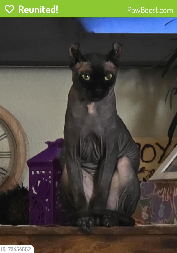 Reunited Male Cat last seen Burk dr and Reno, Del City, OK 73115