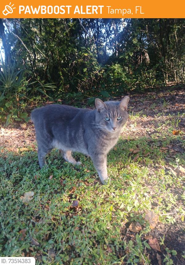 Found/Stray Unknown Cat last seen Fowler avenue in nebraska avenue in tampa, Tampa, FL 33612