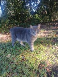Found/Stray Unknown Cat last seen Fowler avenue in nebraska avenue in tampa, Tampa, FL 33612