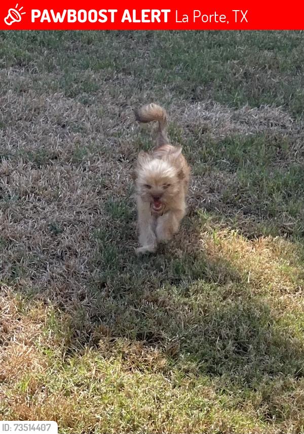 Lost Male Dog last seen Spencer Hwy and Eagle Nest LaPorte, La Porte, TX 77571