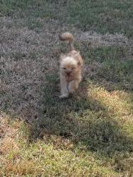 Lost Male Dog last seen Spencer Hwy and Eagle Nest LaPorte, La Porte, TX 77571