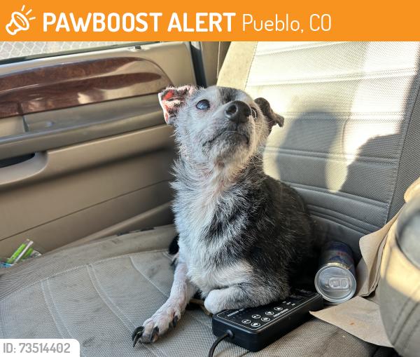 Found/Stray Male Dog last seen 4th street and Hudson ave Pueblo co, Pueblo, CO 81001