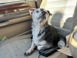 Found/Stray Male Dog last seen 4th street and Hudson ave Pueblo co, Pueblo, CO 81001