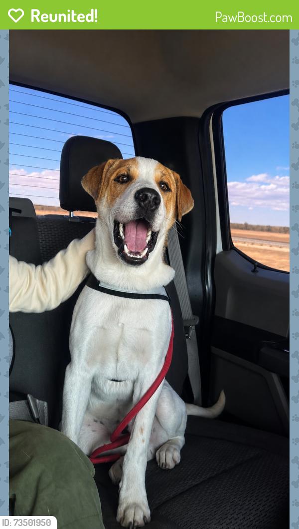 Reunited Male Dog last seen W 69th Ave and pecos st, Denver, CO 80221