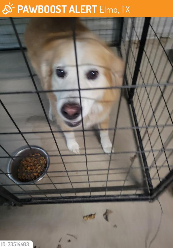Found/Stray Female Dog last seen Near /80, Elmo, TX 75161