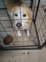 Found/Stray Female Dog last seen Near /80, Elmo, TX 75161