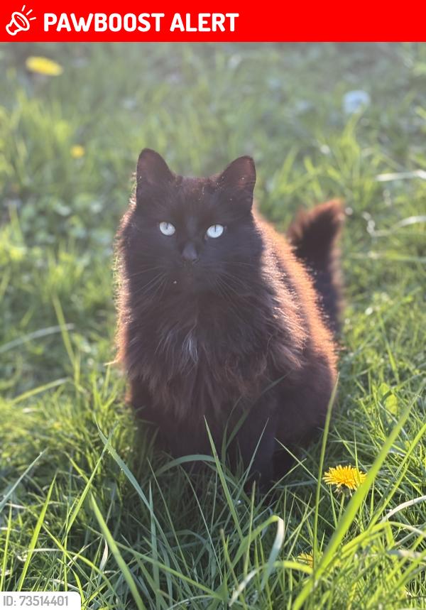 Lost Male Cat last seen near nature reserve, Bolehall, England B77 3LJ
