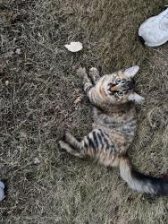 Found/Stray Unknown Cat last seen SW Pomona and SW 192nd, Washington County, OR 97007