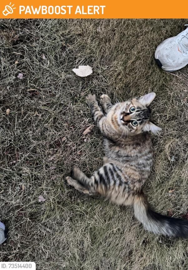 Found/Stray Unknown Cat last seen SW Pomona and SW 192nd, Washington County, OR 97007