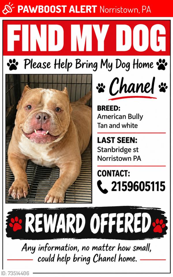 Lost Female Dog last seen On wright Alley and Washington street, Norristown, PA 19401