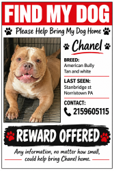 Lost Female Dog last seen On wright Alley and Washington street, Norristown, PA 19401