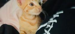 Lost Male Cat last seen Country Ln, Timmonsville, SC 29161