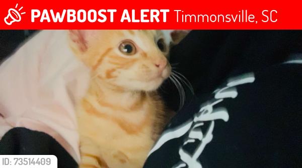 Lost Male Cat last seen Country Ln, Timmonsville, SC 29161