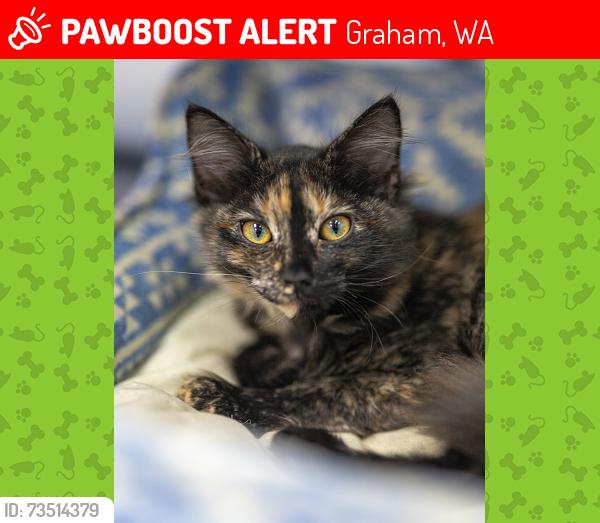 Lost Female Cat last seen 86TH AND 224TH, Graham, WA 98338
