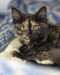 Lost Female Cat last seen 86TH AND 224TH, Graham, WA 98338