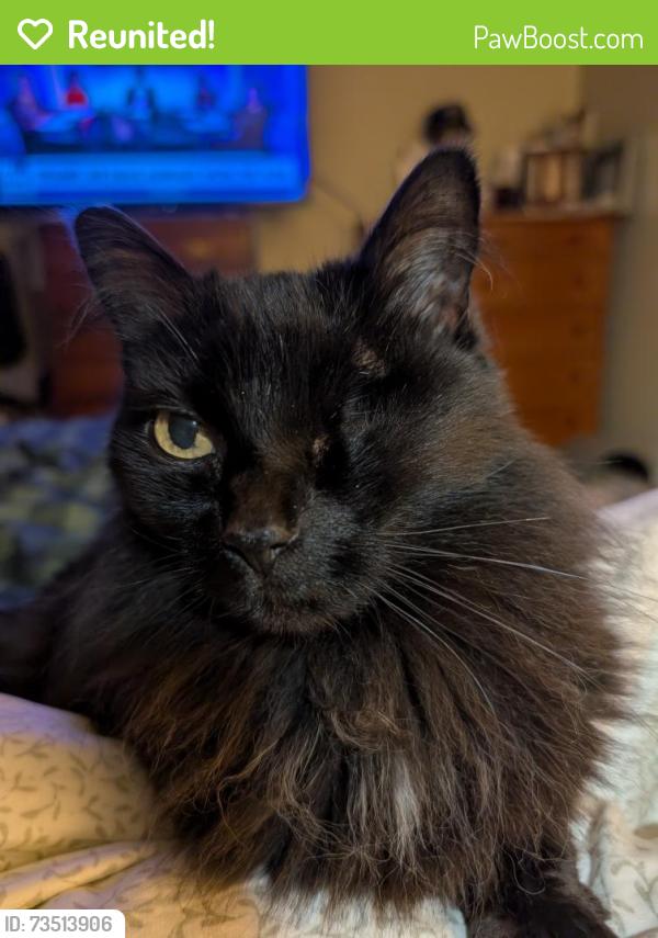 Reunited Female Cat last seen Grapevine Rd, Lewisville, NC 27023
