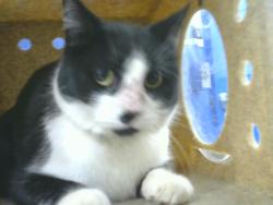 Shelter Stray Female Cat last seen , 8920 Lomas Blvd NE, Albuquerque, NM 87112, USA