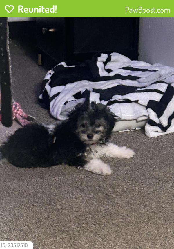Reunited Female Dog last seen Kate’s trace apmts, Newport News, VA 23608