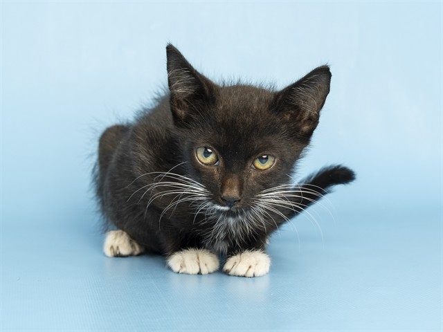 Shelter Stray Male Cat last seen MESA GATEWAY AIRPORT, 5501 E Van Buren St, Phoenix, AZ 85008, USA