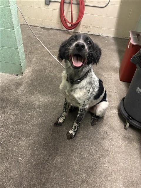 Shelter Stray Male Dog last seen F ST & 7TH ST, 2127 Front St, Sacramento, CA 95818, USA