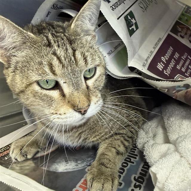 Shelter Stray Male Cat last seen Near BLOCK E GERALD, 4710 TX-151, San Antonio, TX 78227, USA