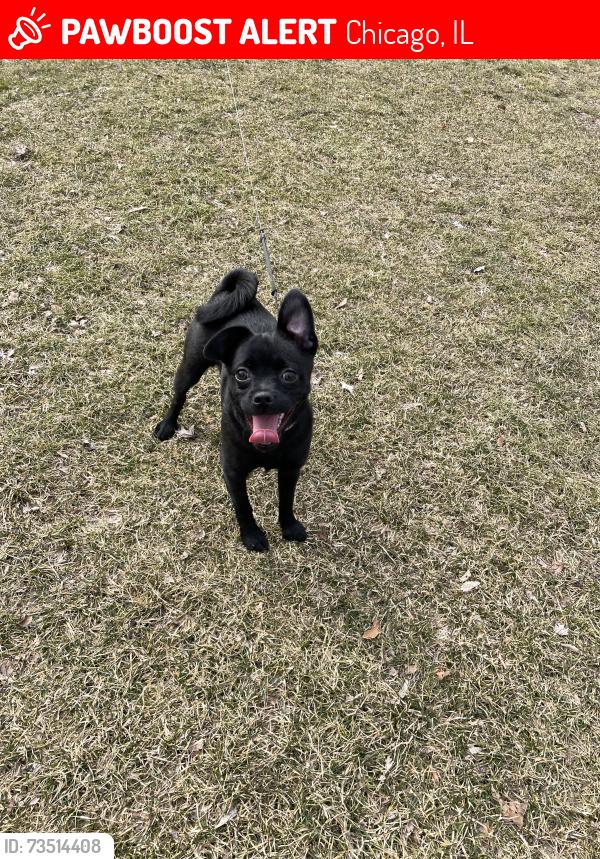 Lost Female Dog last seen Near s Justine st, Chicago, IL 60609