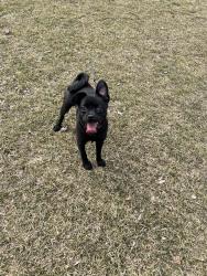 Lost Female Dog last seen Near s Justine st, Chicago, IL 60609