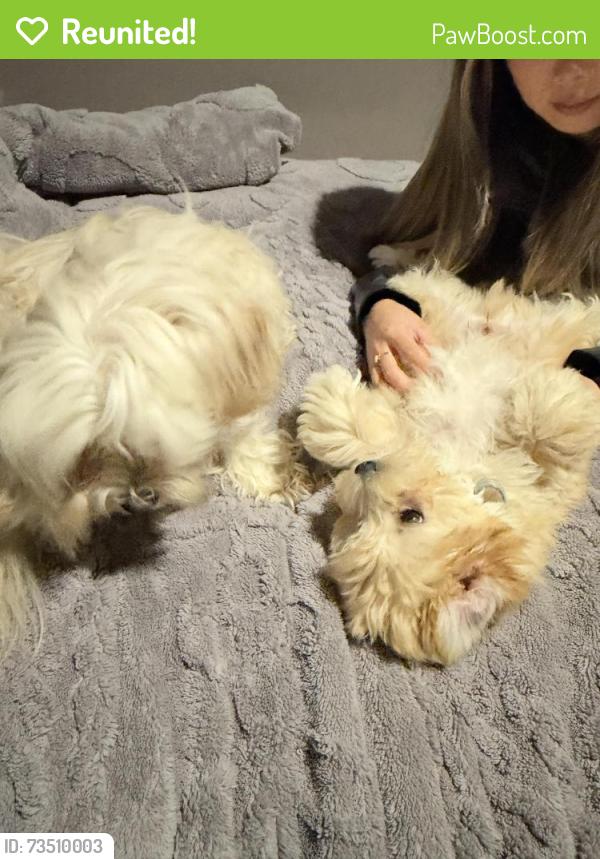 Reunited Female Dog last seen Marangaroo Drive, Alexander Heights, WA 6064