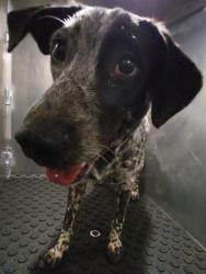 Shelter Stray Male Dog last seen PERRIN BEITEL, 4710 TX-151, San Antonio, TX 78227, USA