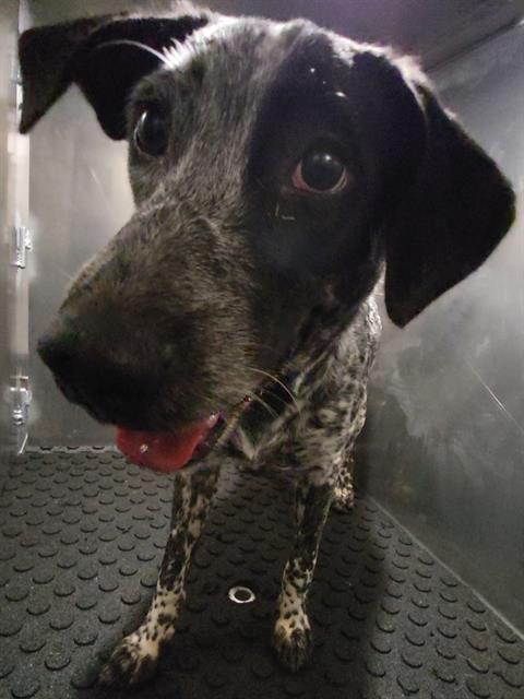 Shelter Stray Male Dog last seen PERRIN BEITEL, 4710 TX-151, San Antonio, TX 78227, USA