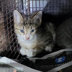 Shelter Stray Male Cat last seen VICTOR, 4710 TX-151, San Antonio, TX 78227, USA