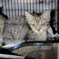 Shelter Stray Male Cat last seen VICTOR, 4710 TX-151, San Antonio, TX 78227, USA